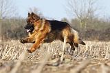 BERGER ALLEMAND 938